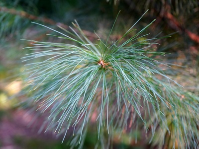 Eastern white pine