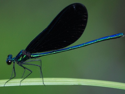Ebony Jewelwing