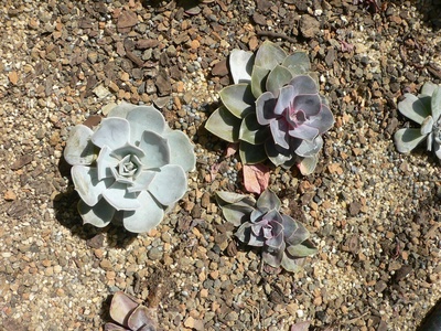 Echeveria 'Perle von Nürnberg'