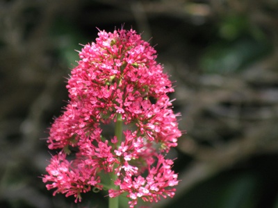 Echeveria (Pink-toned)