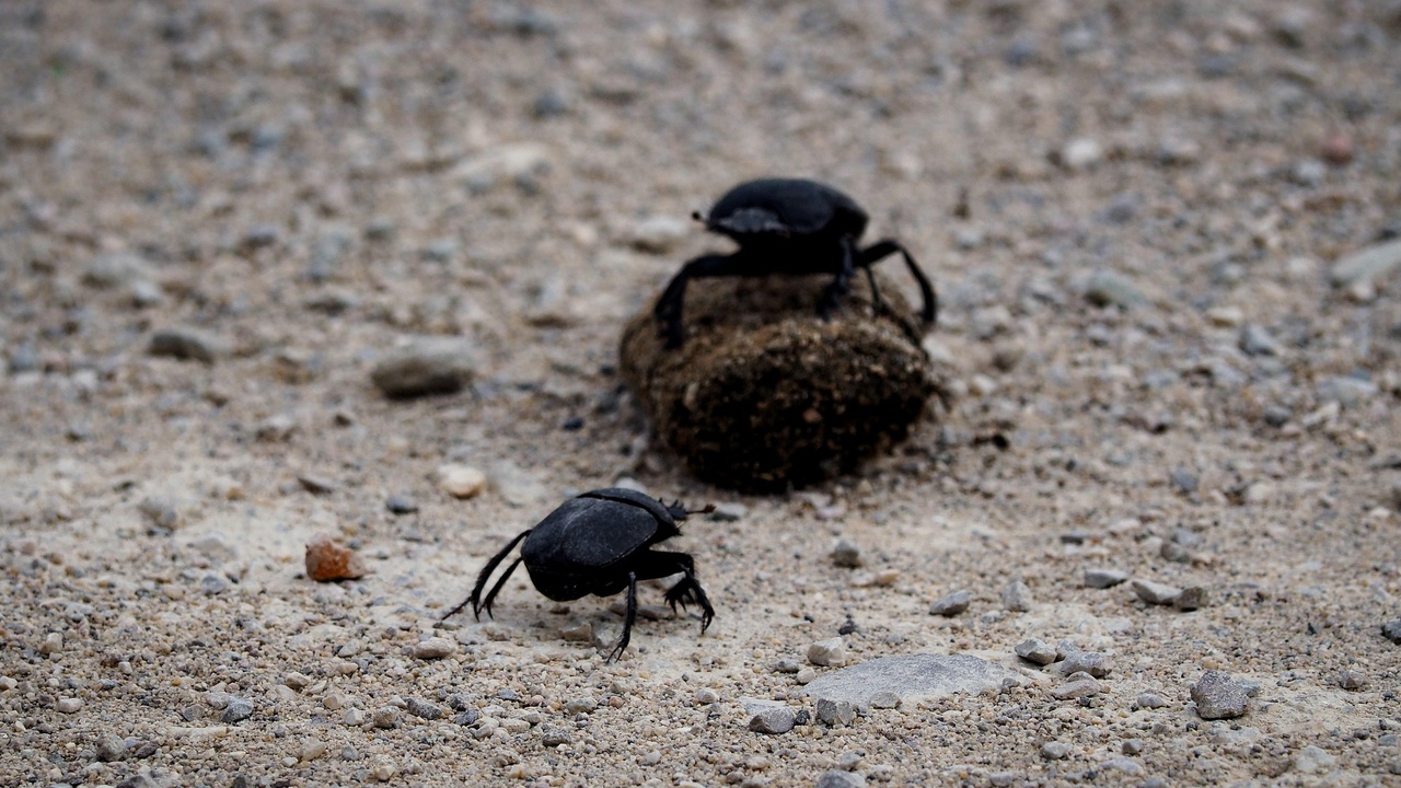 Beetles contributing to agriculture and ecosystem services