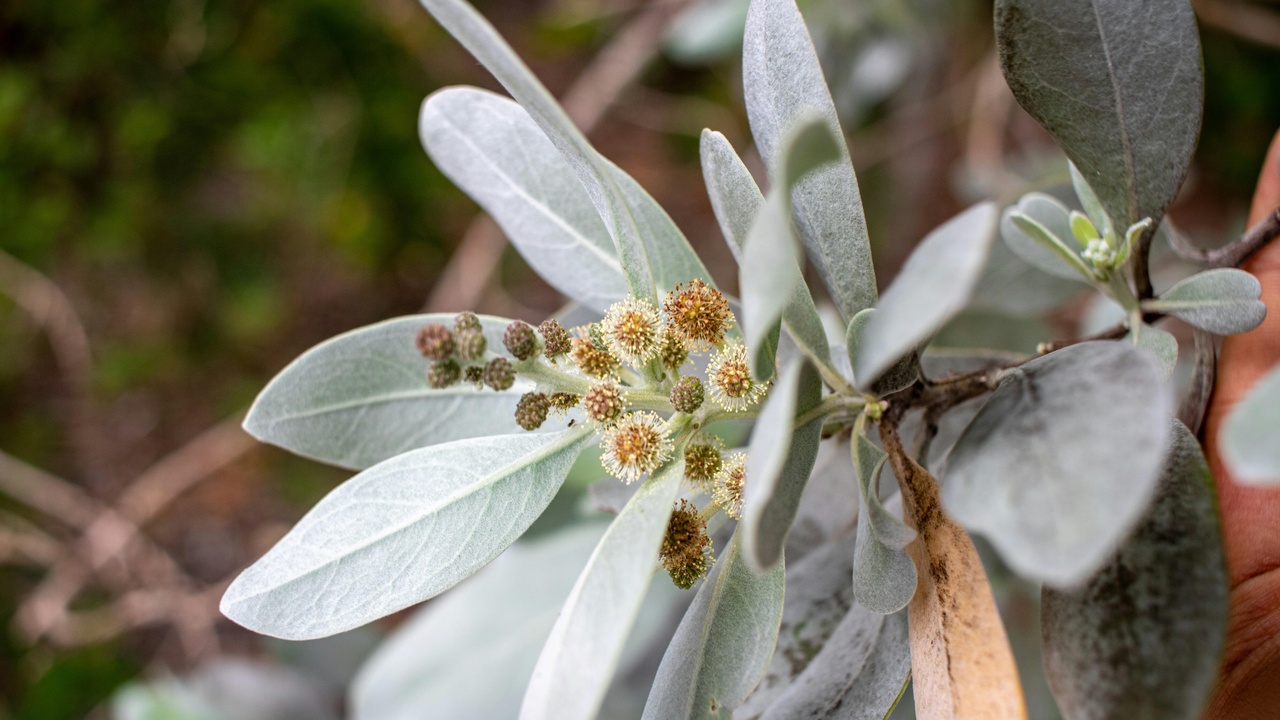Evergreen urban canopy and wildlife sheltering among conifers