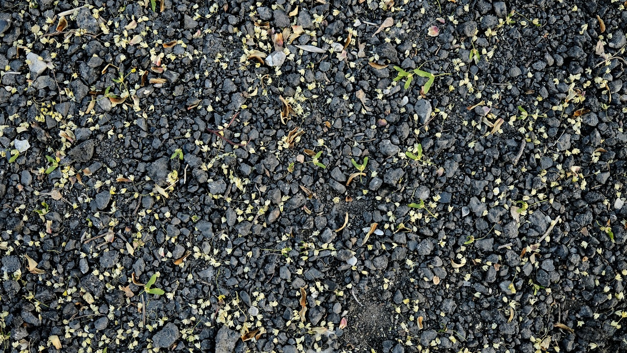 Seed germination after gut passage; buried cached seed