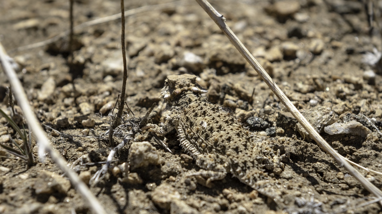 Horned lizard on desert soil, showing camouflage and body shape