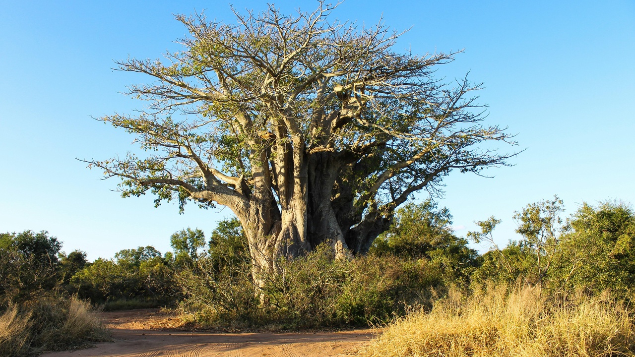 Large baobab tree standing in dry savanna at sunset, Botswana