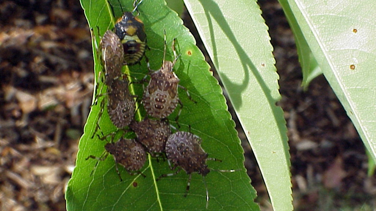 Stink bugs feeding on a ripe peach showing puncture marks