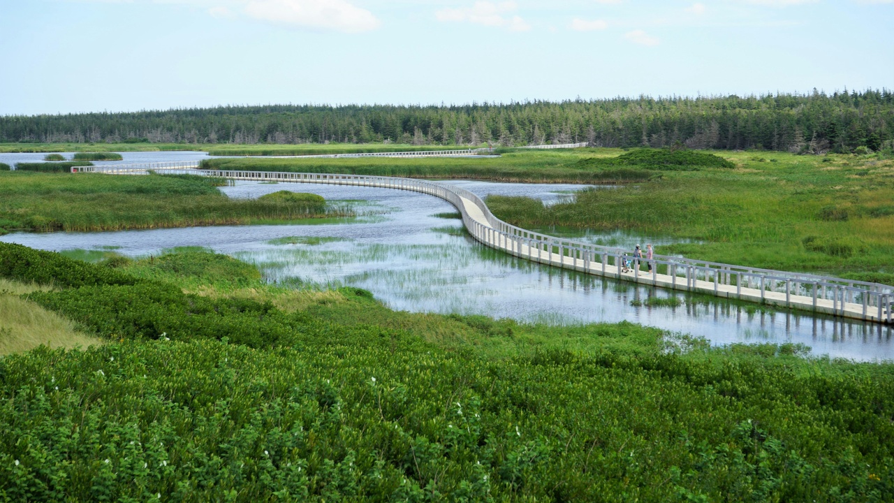 Beaver dam creating wetland habitat along a stream.