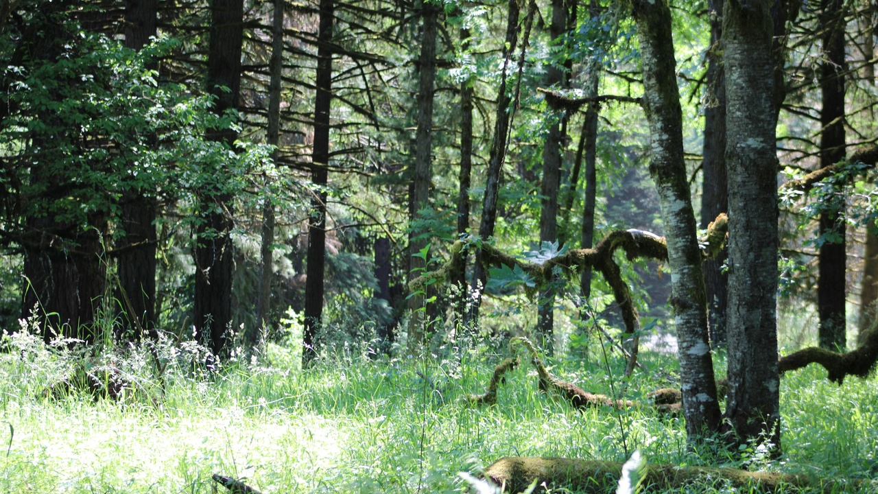Autumn canopy in a northeastern deciduous forest with colorful leaves and leaf litter on the forest floor, showing seasonal canopy and understory biodiversity.