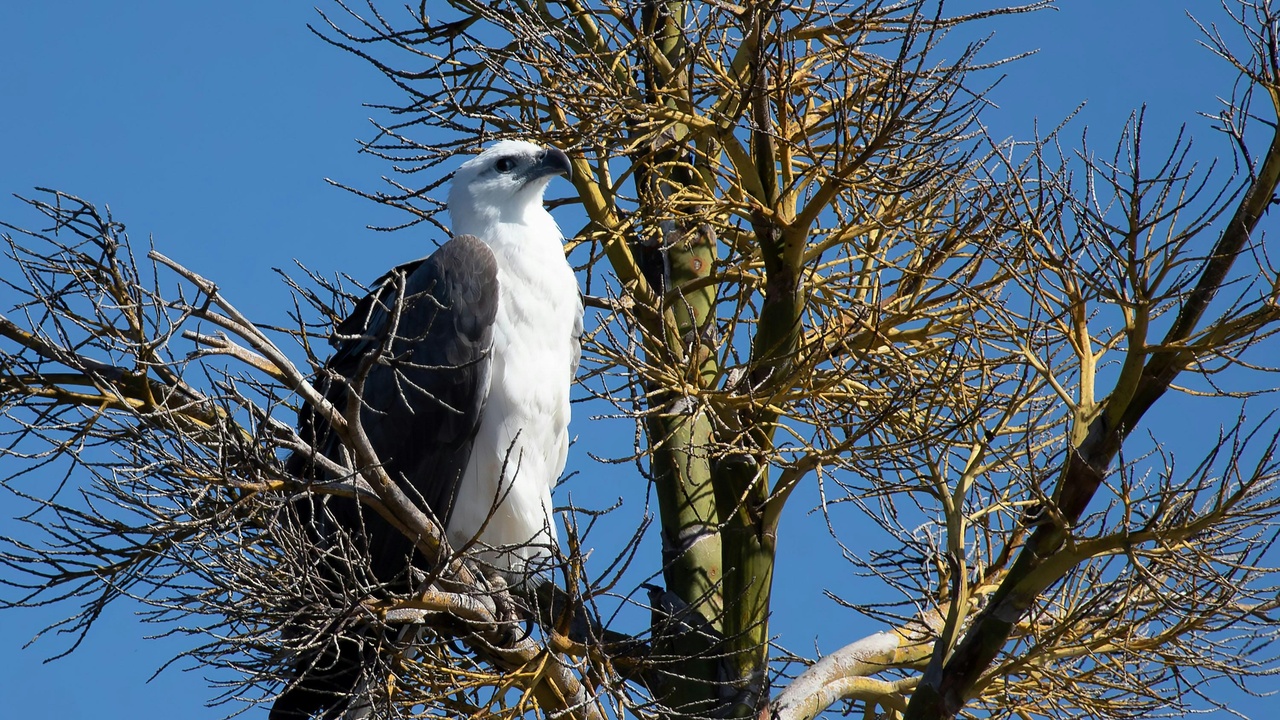 Great blue heron and mallard in a marsh illustrating wetland predators and foragers