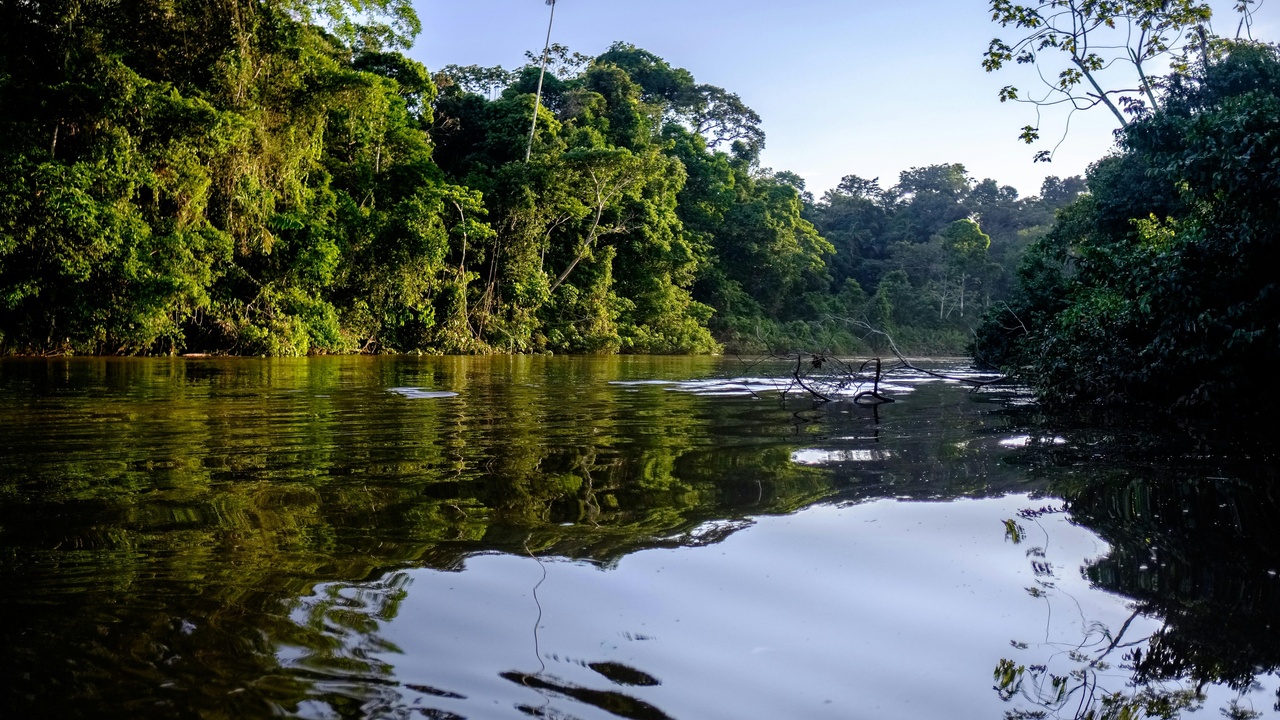 Amazon floodplain habitat where electric eels hunt in shallow pools