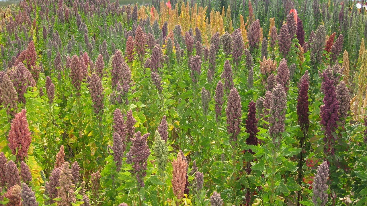 Quinoa fields, moriche palms along a river, and Victoria waterlilies in Amazonian wetlands