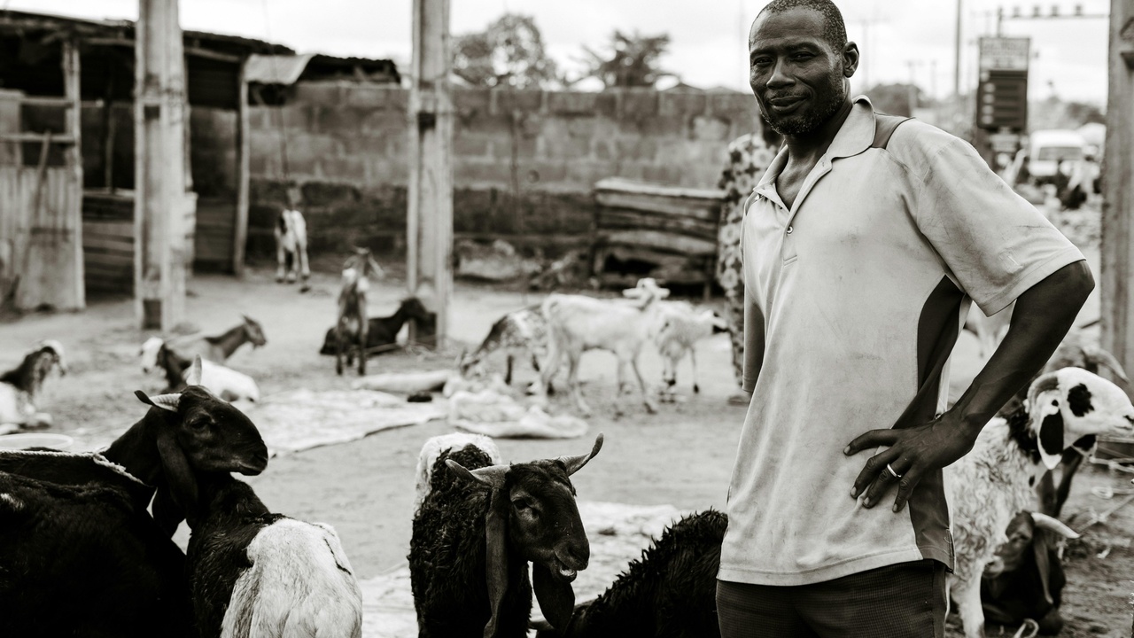 Sheep grazing on managed pasture, illustrating ecological role.