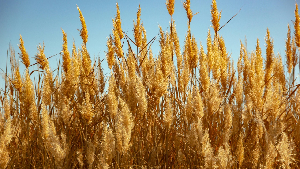 Farmer harvesting Kernza perennial grain and perennial forage systems delivering diversified income.
