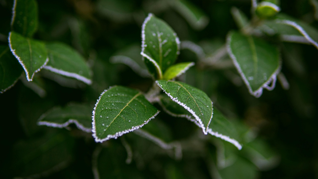 Conifer stand in winter showing green needles and snow, and a close-up of root soil interaction