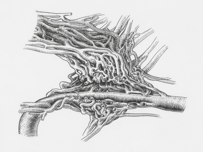 Ectomycorrhizal pioneer