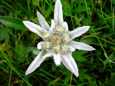 Edelweiss