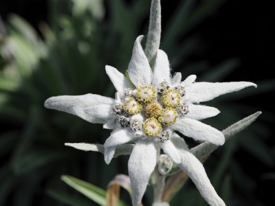 Edelweiss