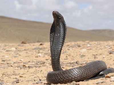Egyptian cobra