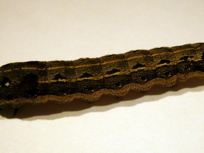 Egyptian cotton leafworm