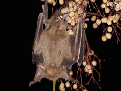 Egyptian fruit bat