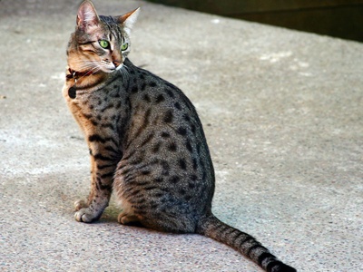 Egyptian Mau