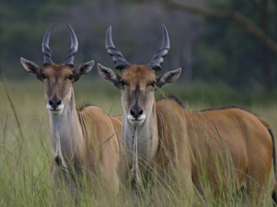 Eland