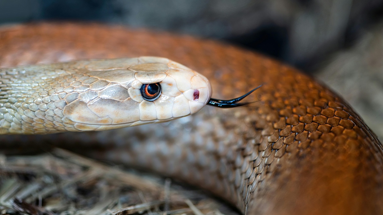 Close-up of an elapid snake head showing smooth scales and round pupil