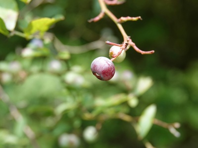 Elderberry 'Laciniata' dwarf