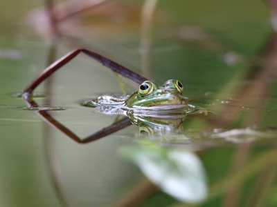 Elegant Frog