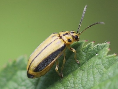 Elm leaf beetle