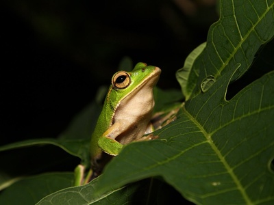 Emerald Tree Frog