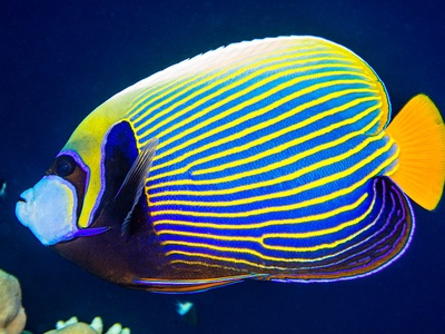 Emperor angelfish