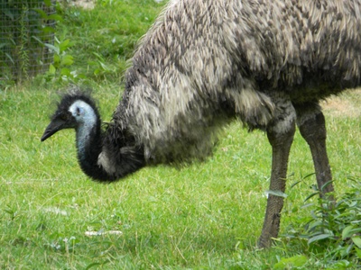 Emu