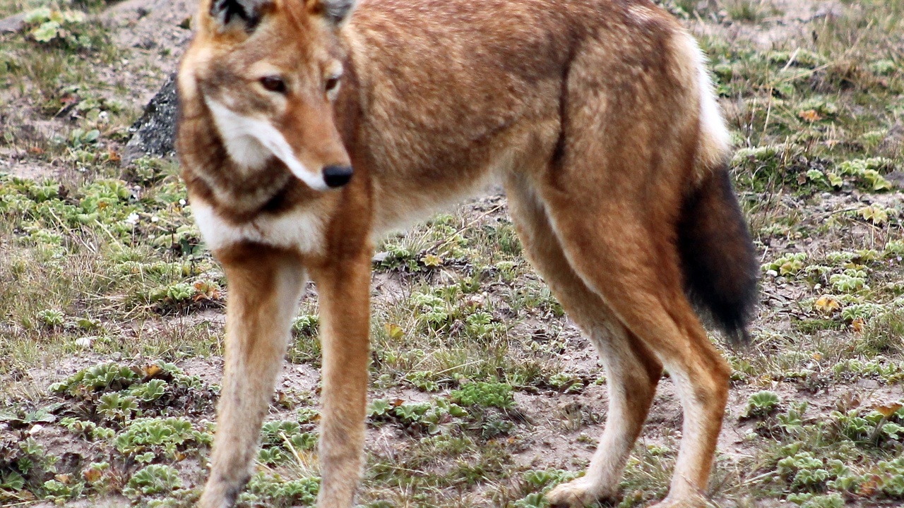 Ethiopian wolf and gelada in Simien Mountains highland landscape