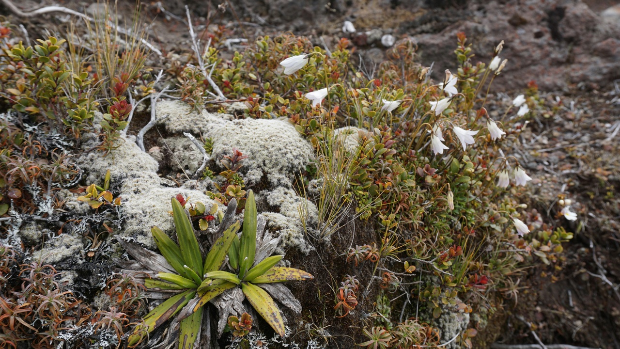 Close-up of an arctic poppy bloom on a rocky Iceland hillside.