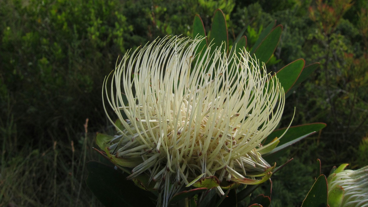 Endemic South African plant in a conservation nursery