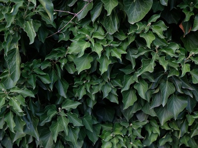English ivy (duplicate avoidance)