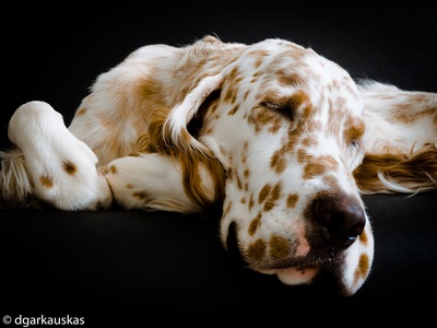 English Setter