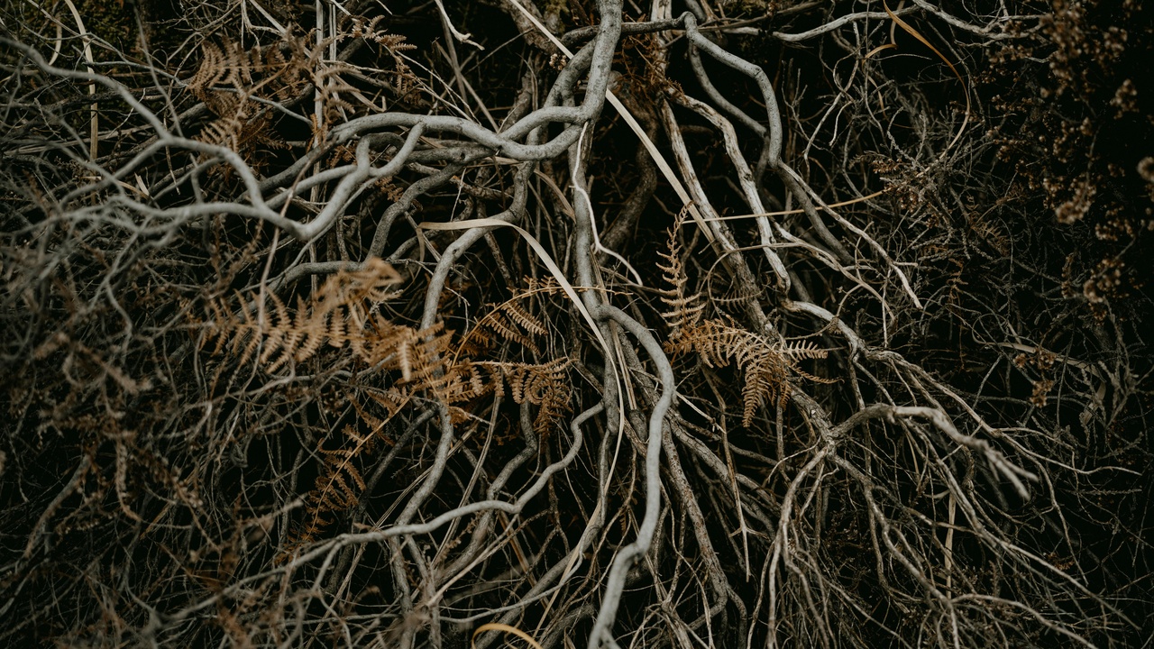 Deep-rooted perennial plants improving soil structure and storing carbon