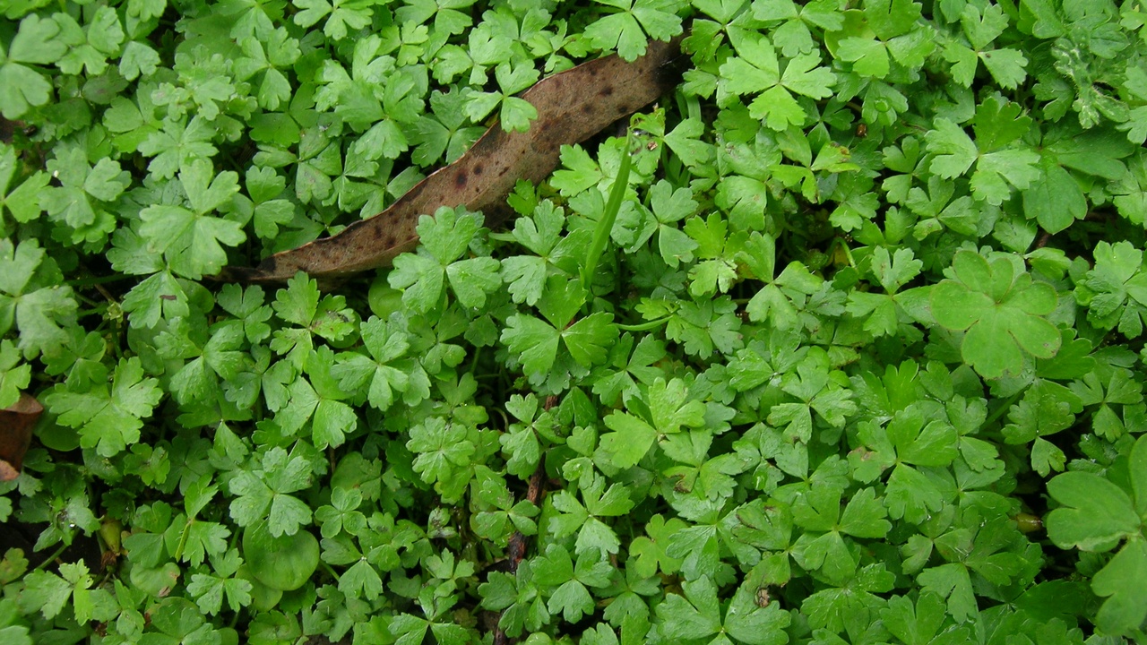 Drought-tolerant backyard with native plants cooling an urban yard and reducing runoff