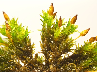 Erect Moss