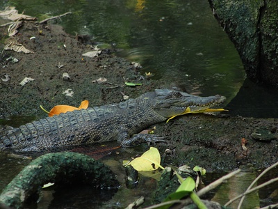 Estuarine Crocodile