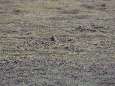 Ethiopian mole‑rat