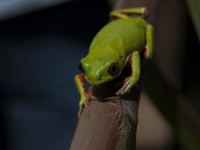 Ethiopian Tree Frog