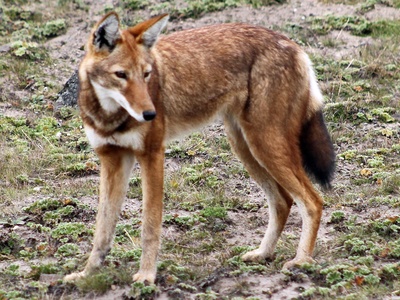 Ethiopian wolf