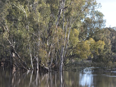 Eucalyptus (river red gum)
