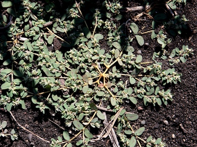Euphorbia spp.