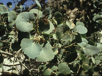 Euphrates poplar