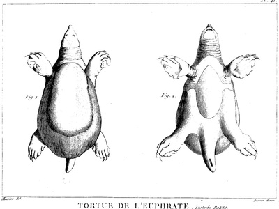 Euphrates softshell turtle