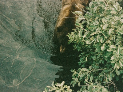 Eurasian Beaver